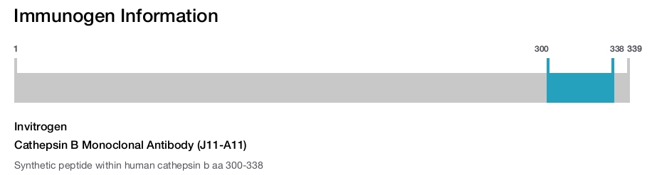 Cathepsin B Monoclonal Antibody (J11-A11)