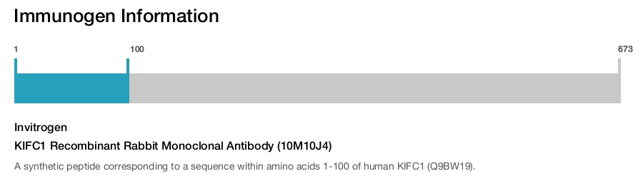 KIFC1 Recombinant Rabbit Monoclonal Antibody (10M10J4)