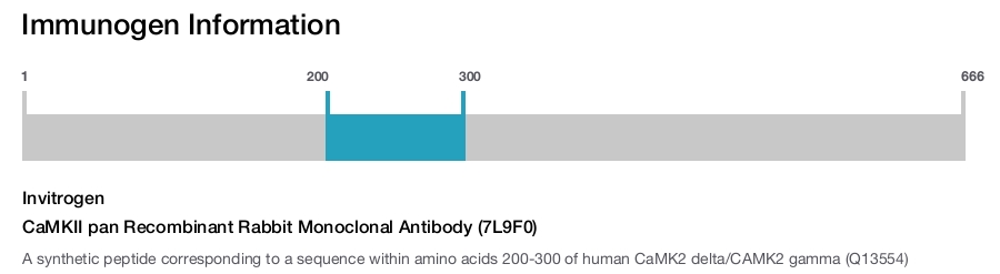 CaMKII pan Recombinant Rabbit Monoclonal Antibody (7L9F0)