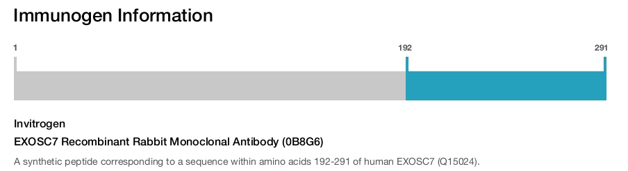 EXOSC7 Recombinant Rabbit Monoclonal Antibody (0B8G6)