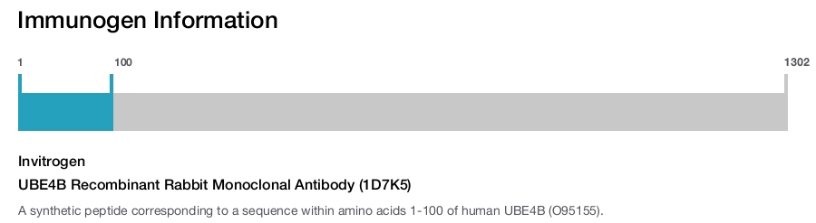 UBE4B Recombinant Rabbit Monoclonal Antibody (1D7K5)