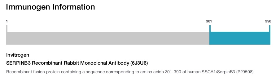 SERPINB3 Recombinant Rabbit Monoclonal Antibody (6J3U6)