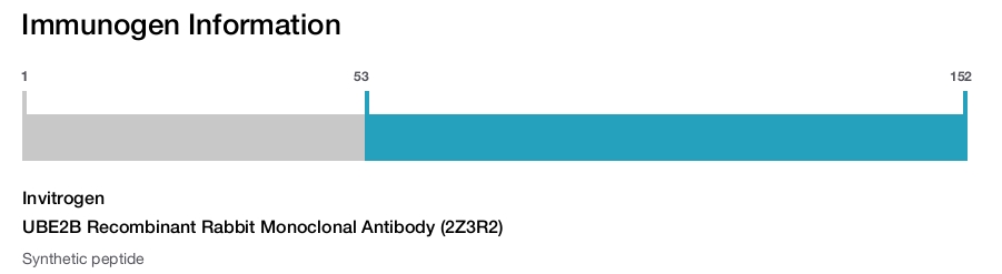 UBE2B Recombinant Rabbit Monoclonal Antibody (2Z3R2)