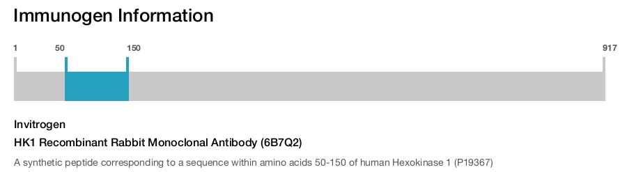 HK1 Recombinant Rabbit Monoclonal Antibody (6B7Q2)