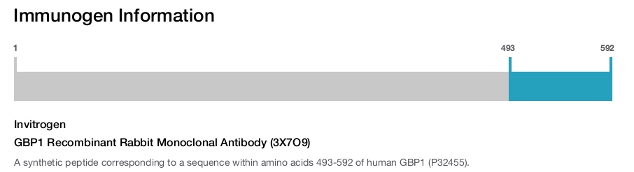 GBP1 Recombinant Rabbit Monoclonal Antibody (3X7O9)