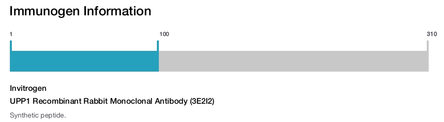 UPP1 Recombinant Rabbit Monoclonal Antibody (3E2I2)