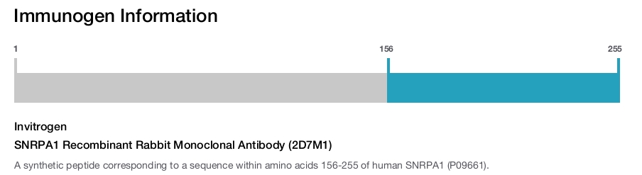 SNRPA1 Recombinant Rabbit Monoclonal Antibody (2D7M1)
