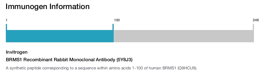 BRMS1 Recombinant Rabbit Monoclonal Antibody (5Y8J3)