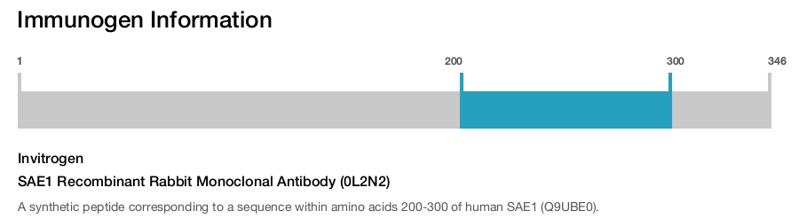 SAE1 Recombinant Rabbit Monoclonal Antibody (0L2N2)