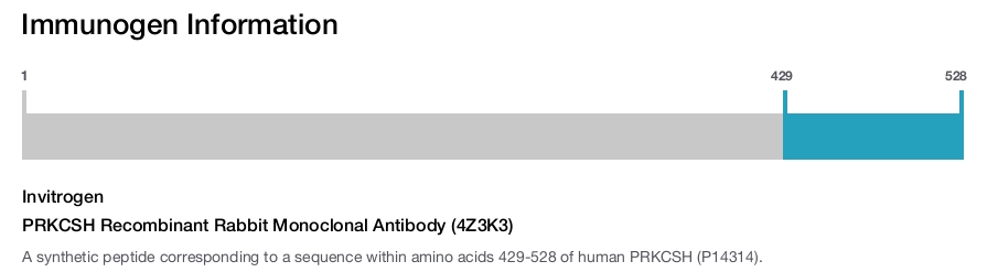 PRKCSH Recombinant Rabbit Monoclonal Antibody (4Z3K3)