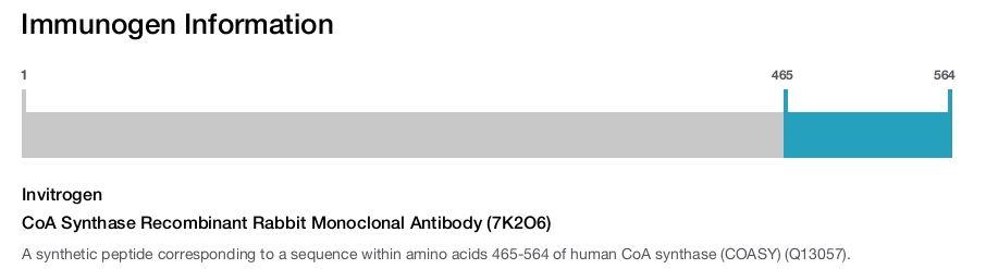 CoA Synthase Recombinant Rabbit Monoclonal Antibody (7K2O6)