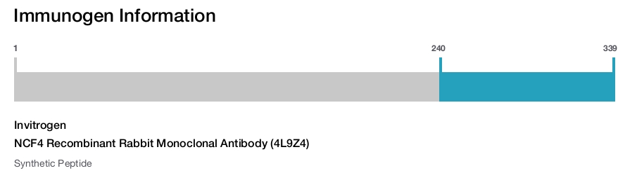 NCF4 Recombinant Rabbit Monoclonal Antibody (4L9Z4)