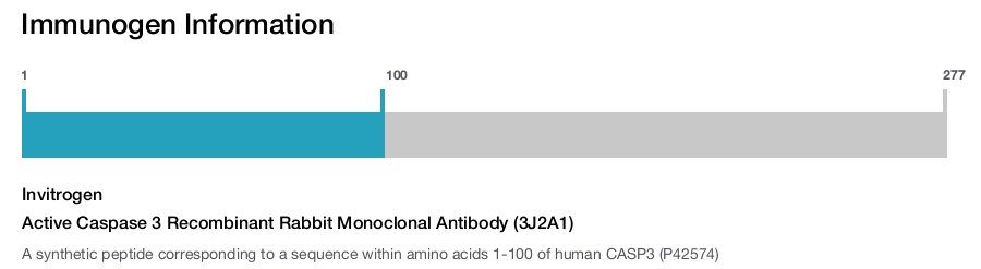 Active Caspase 3 Recombinant Rabbit Monoclonal Antibody (3J2A1)