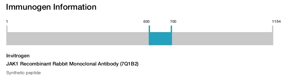 JAK1 Recombinant Rabbit Monoclonal Antibody (7Q1B2)