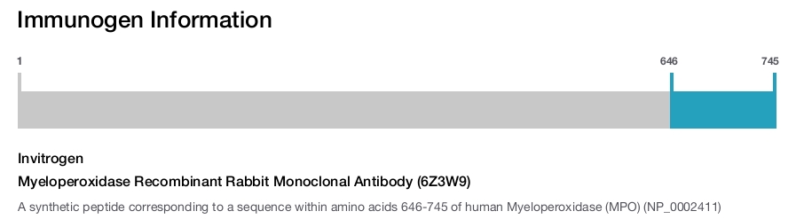Myeloperoxidase Recombinant Rabbit Monoclonal Antibody (6Z3W9)