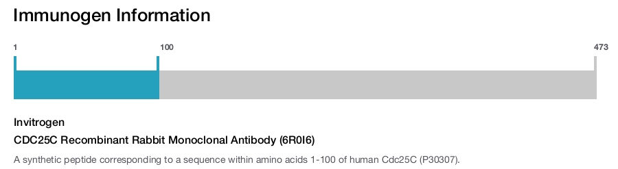 CDC25C Recombinant Rabbit Monoclonal Antibody (6R0I6)