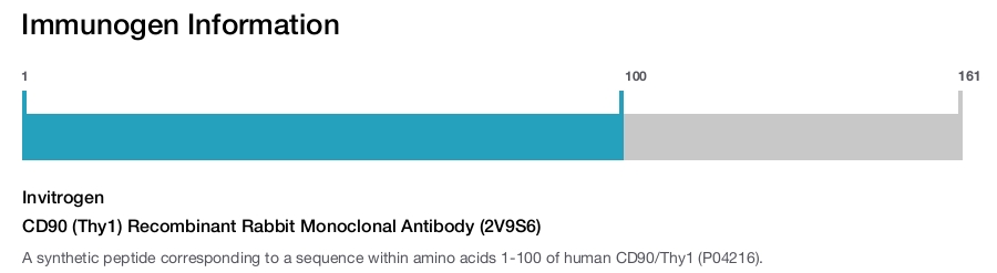 CD90 (Thy1) Recombinant Rabbit Monoclonal Antibody (2V9S6)