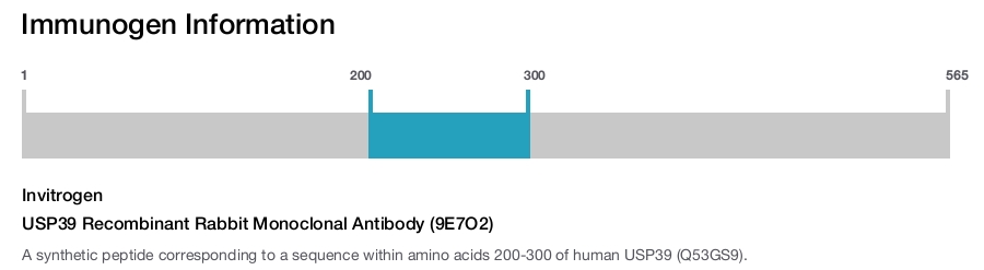 USP39 Recombinant Rabbit Monoclonal Antibody (9E7O2)