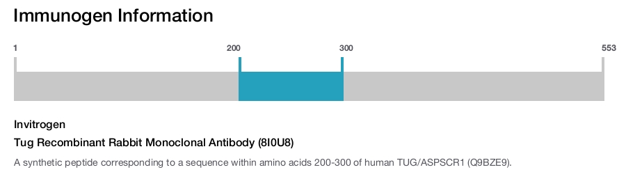 Tug Recombinant Rabbit Monoclonal Antibody (8I0U8)