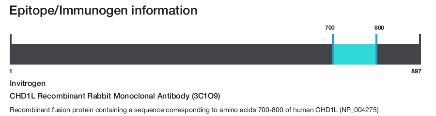 CHD1L Recombinant Rabbit Monoclonal Antibody (3C1O9)