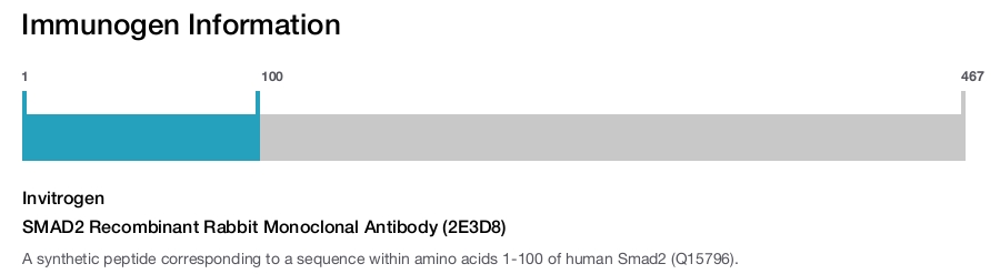 SMAD2 Recombinant Rabbit Monoclonal Antibody (2E3D8)