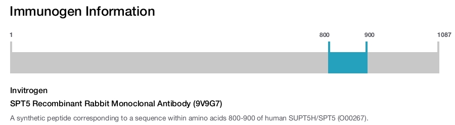 SPT5 Recombinant Rabbit Monoclonal Antibody (9V9G7)