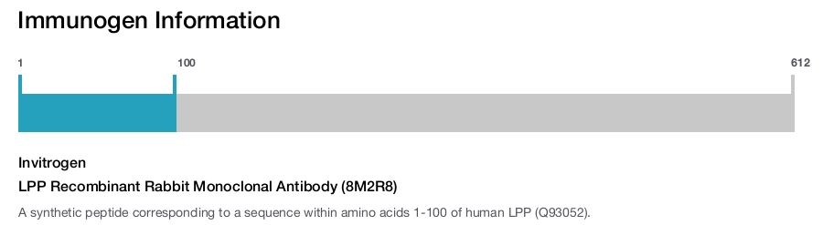 LPP Recombinant Rabbit Monoclonal Antibody (8M2R8)