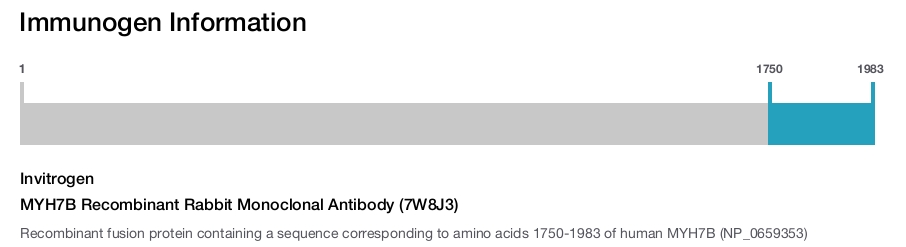 MYH7B Recombinant Rabbit Monoclonal Antibody (7W8J3)
