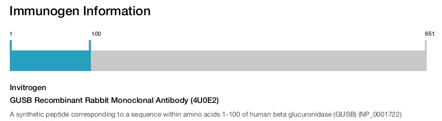 GUSB Recombinant Rabbit Monoclonal Antibody (4U0E2)