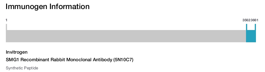SMG1 Recombinant Rabbit Monoclonal Antibody (5N10C7)