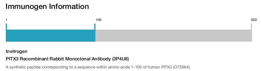PITX3 Recombinant Rabbit Monoclonal Antibody (3P4U8)