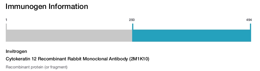 Cytokeratin 12 Recombinant Rabbit Monoclonal Antibody (2M1K10)
