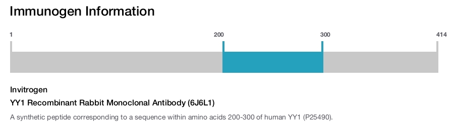 YY1 Recombinant Rabbit Monoclonal Antibody (6J6L1)