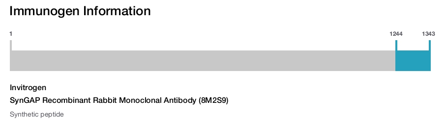 SynGAP Recombinant Rabbit Monoclonal Antibody (8M2S9)