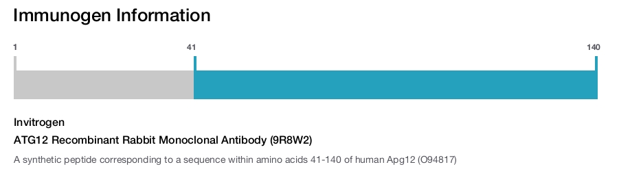 ATG12 Recombinant Rabbit Monoclonal Antibody (9R8W2)