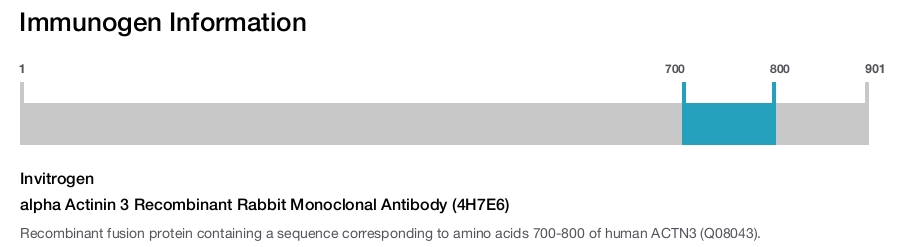 alpha Actinin 3 Recombinant Rabbit Monoclonal Antibody (4H7E6)