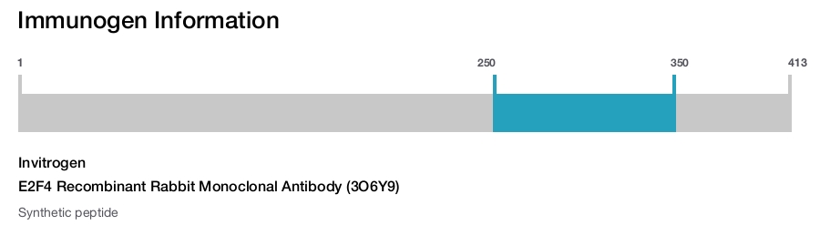 E2F4 Recombinant Rabbit Monoclonal Antibody (3O6Y9)