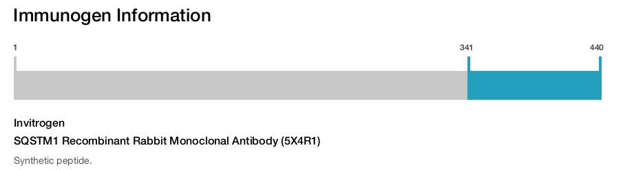SQSTM1 Recombinant Rabbit Monoclonal Antibody (5X4R1)