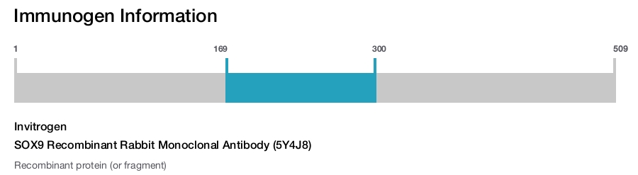 SOX9 Recombinant Rabbit Monoclonal Antibody (5Y4J8)