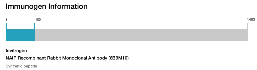 NAIP Recombinant Rabbit Monoclonal Antibody (6B9M10)