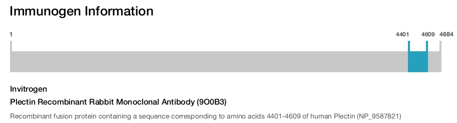 Plectin Recombinant Rabbit Monoclonal Antibody (9O0B3)