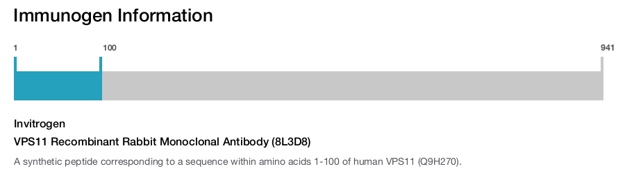 VPS11 Recombinant Rabbit Monoclonal Antibody (8L3D8)