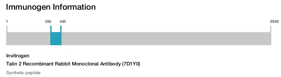Talin 2 Recombinant Rabbit Monoclonal Antibody (7D1Y0)