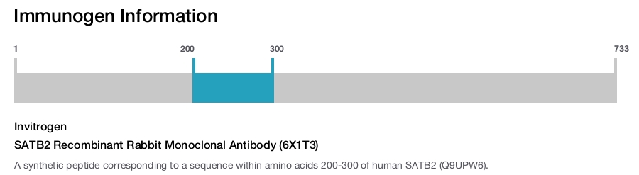 SATB2 Recombinant Rabbit Monoclonal Antibody (6X1T3)
