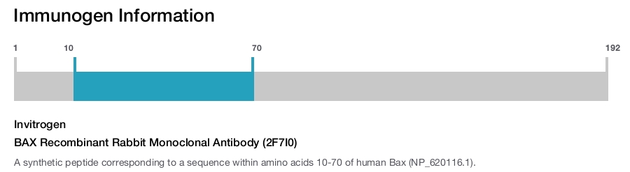 BAX Recombinant Rabbit Monoclonal Antibody (2F7I0)