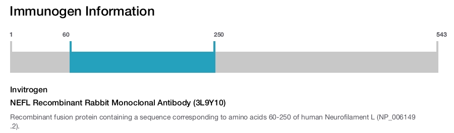NEFL Recombinant Rabbit Monoclonal Antibody (3L9Y10)