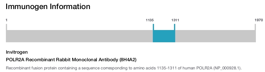 POLR2A Recombinant Rabbit Monoclonal Antibody (8H4A2)
