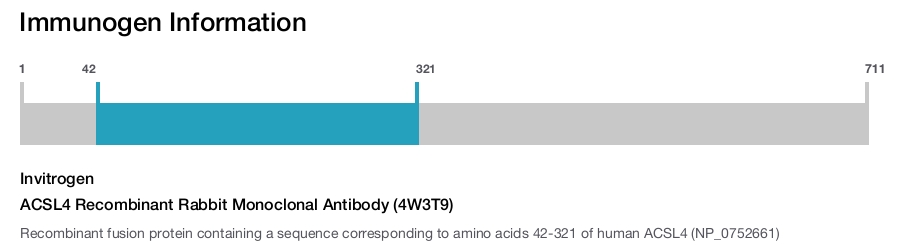 ACSL4 Recombinant Rabbit Monoclonal Antibody (4W3T9)