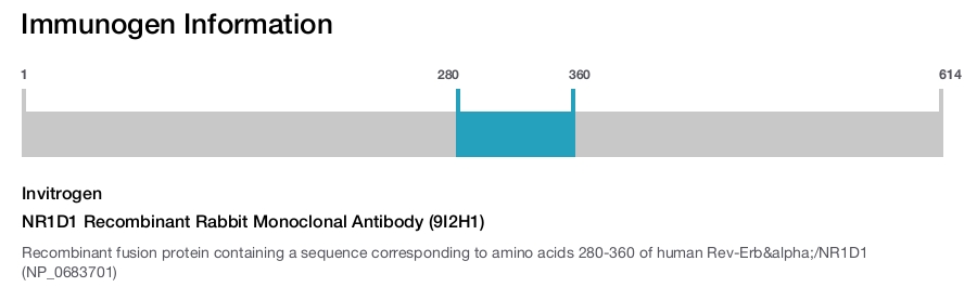 NR1D1 Recombinant Rabbit Monoclonal Antibody (9I2H1)