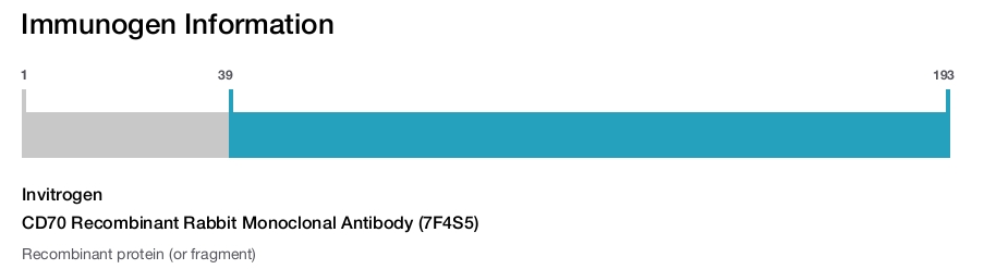 CD70 Recombinant Rabbit Monoclonal Antibody (7F4S5)